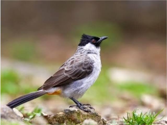 Merdunya Suara Burung Kutilang, Kenapa Dianggap Burung Hama? 