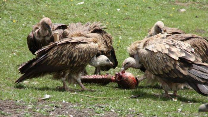 Mayat Dicincang dan Diberikan Pada Burung, Ini Fakta Seputar Pemakaman Langit!