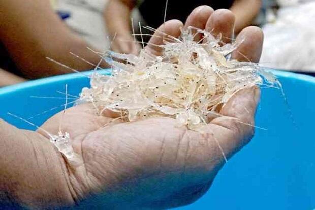 Penyelundupan 72.290 Benur di Bandara Soetta Berhasil Digagalkan Polisi