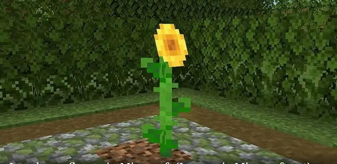 5 Kegunaan Bunga Matahari Di Minecraft!