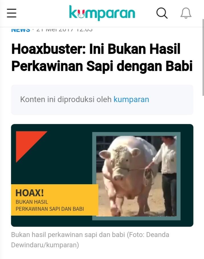Persilangan Antara Babi Dengan Sapi, Hoaxkah?