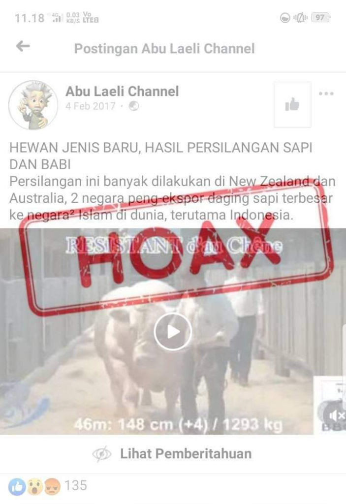 Persilangan Antara Babi Dengan Sapi, Hoaxkah?