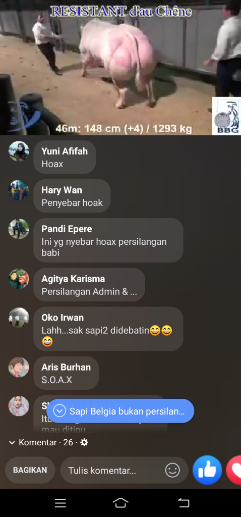 Persilangan Antara Babi Dengan Sapi, Hoaxkah?