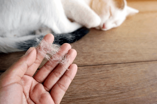 Benarkah Bulu Kucing Sebabkan Kemandulan?
