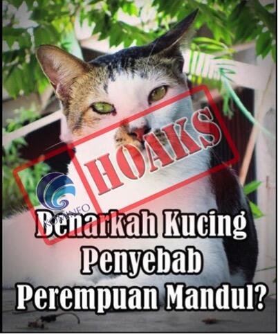 Benarkah Bulu Kucing Sebabkan Kemandulan? 