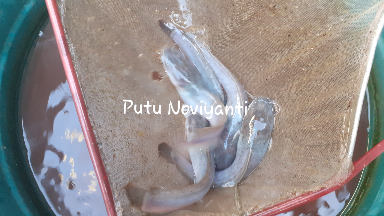 Ikan Lelemu Mogok Makan? Ini Nih Tips dan Trik untuk Mengatasinya, Gratis !!!