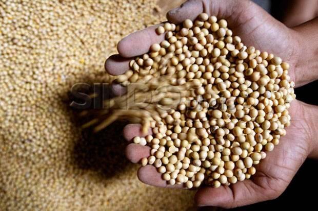 Mencari Solusi Meredam Gejolak Harga Kedelai