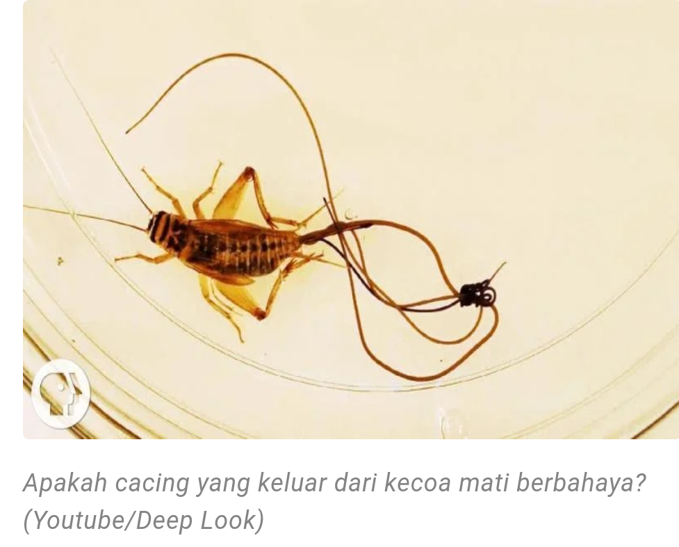 Benarkan Kecoak Bisa Sebarkan Cacing Saat Mereka Diinjak