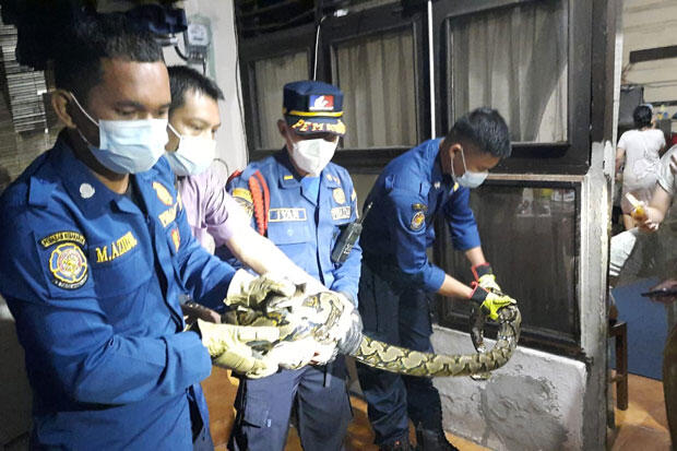 Masuk Rumah, Ular Sanca 2,5 Meter Gegerkan Warga Cipete Jaksel