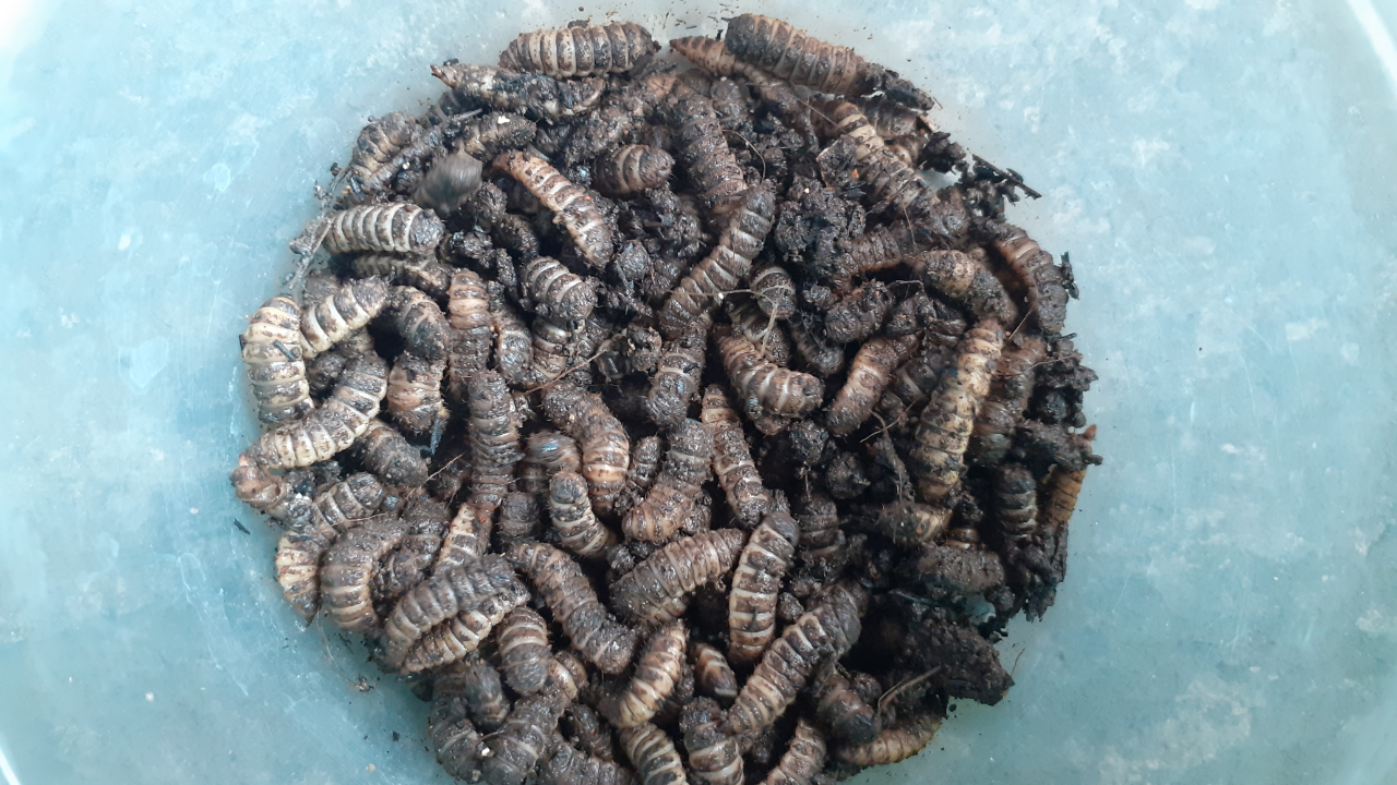 MEMBUAT KOMPOS DARI LIMBAH ORGANIK DI RUMAH