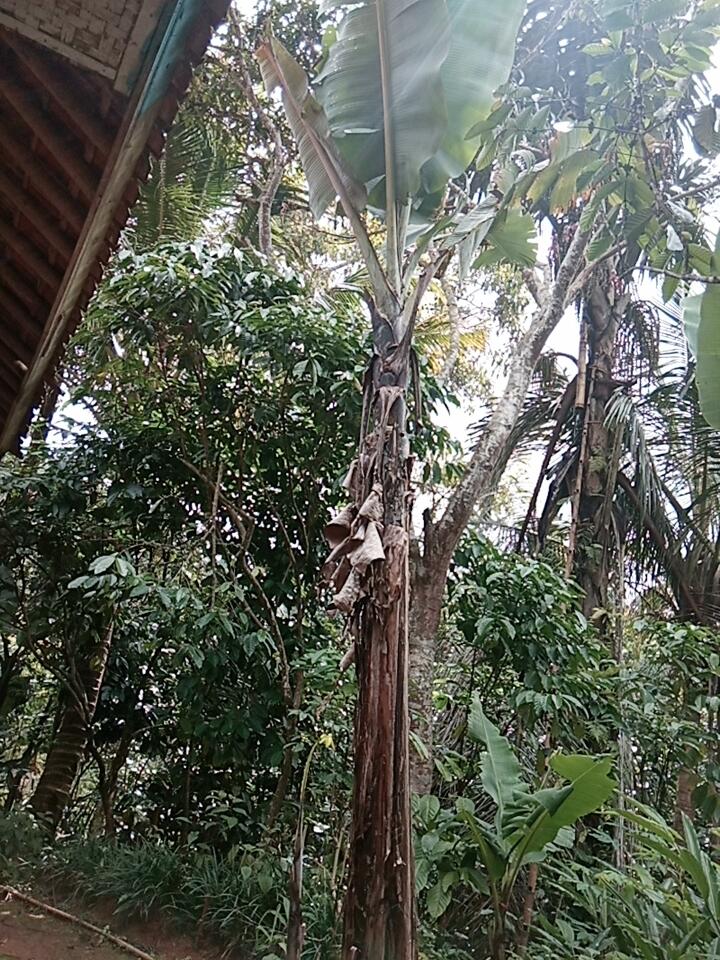 Bubur Candil Pisang, Takjil yang Mudah Dibuat Dengan Bahan Disekitar Rumah! 