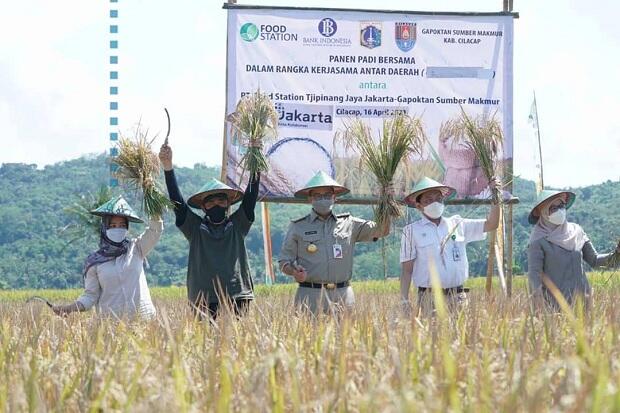 Gubernur Jakarta Anies Baswedan Panen Raya Padi di Cilacap