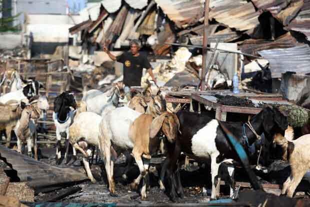 Pedagang Pasar Kambing Tanah Abang Sudah Jalankan Aktivitas Jual Beli