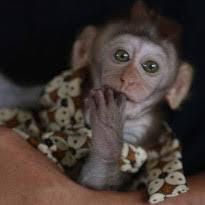 Ilmuwan Amerika Ciptakan Makhluk Campuran Manusia-Monyet, Ini Tujuannya!