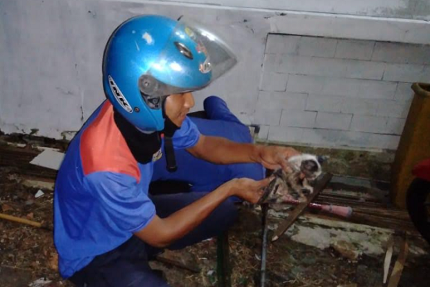 Aksi Heroik Damkar Kuningan Selamatkan Anak Kucing di Gorong-gorong