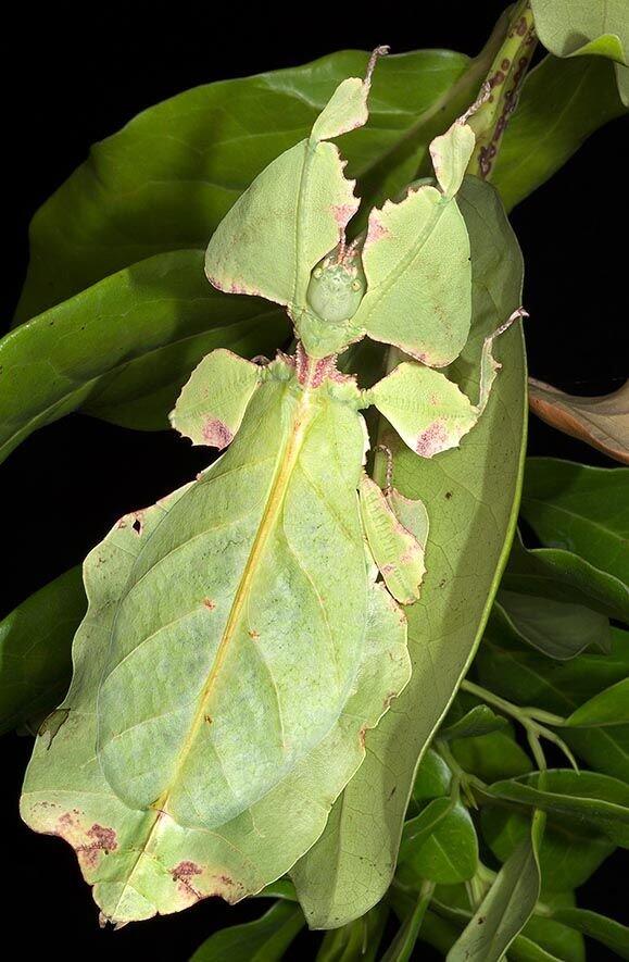 Phyllium Bioculatum, Serangga Unik Tapi Paling Rapuh, Agan Pernah Melihatnya?