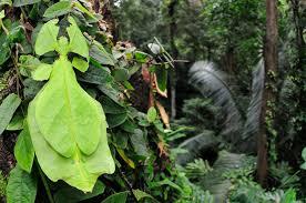 Phyllium Bioculatum, Serangga Unik Tapi Paling Rapuh, Agan Pernah Melihatnya?