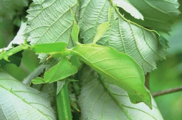 Phyllium Bioculatum, Serangga Unik Tapi Paling Rapuh, Agan Pernah Melihatnya?