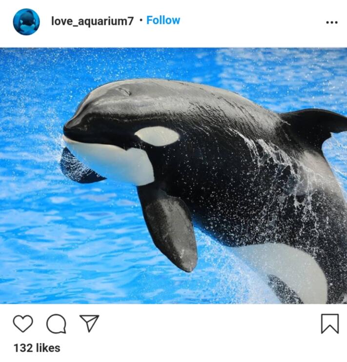 Selain Ekolokasi, Paus Orca Punya 2 Lagi!