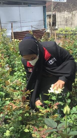 Mahasiswa PMM UMM Bantu Kegiatan Petani Dalam Pengelolaan dan Memanen Bunga Mawar