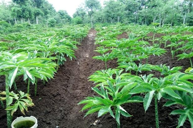 Petani Porang Madiun Mendadak Jadi Jutawan, Hasil Panennya Diekspor hingga AS