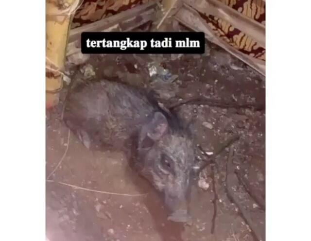 Diduga Babi Ngepet, Warga Menyembelih Babi yang Tertangkap! Apa Kabar Penjaga Lilin?