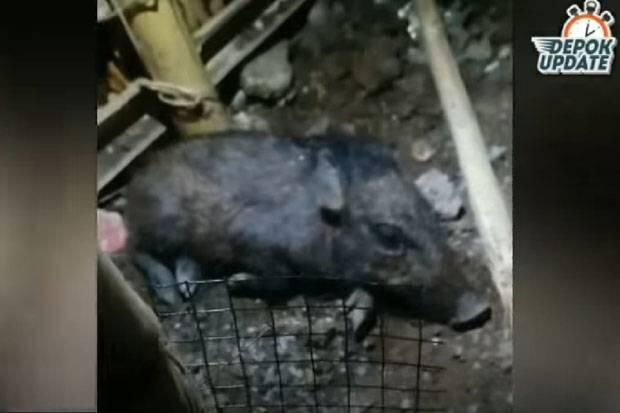 Seekor Babi Muncul di Sawangan Depok, Netizen: Babi Nyari THR Itu Mah...