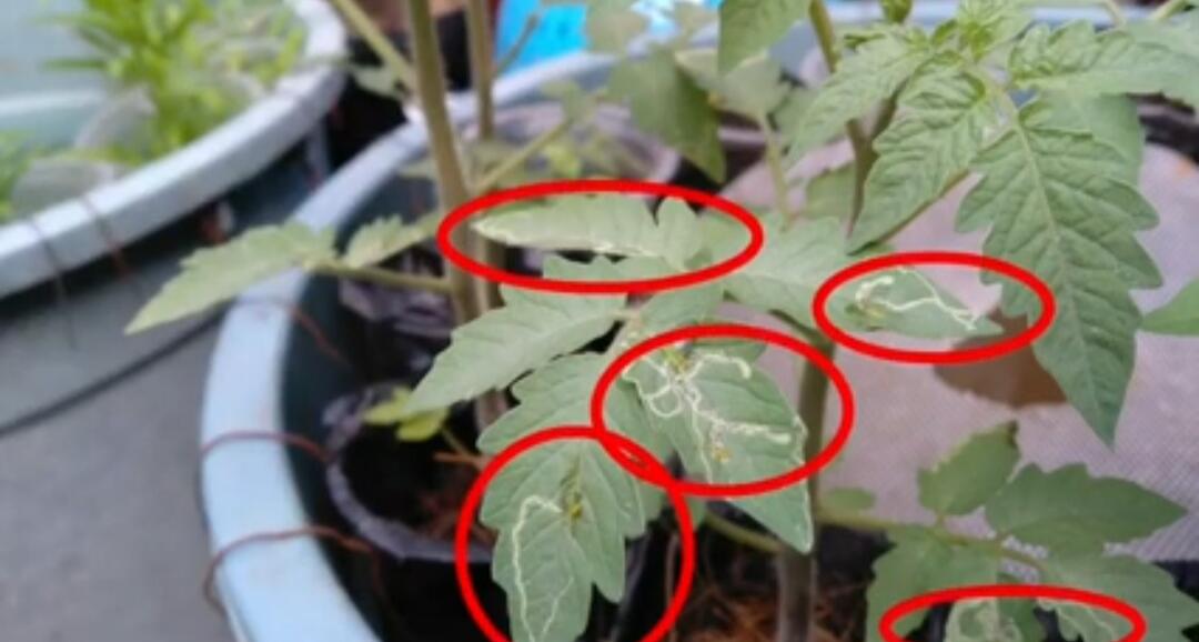 TANAMANMU DISERANG HAMA LEAF MINER? CEGAH SERANGANNYA MENGGUNAKAN CARA INI.