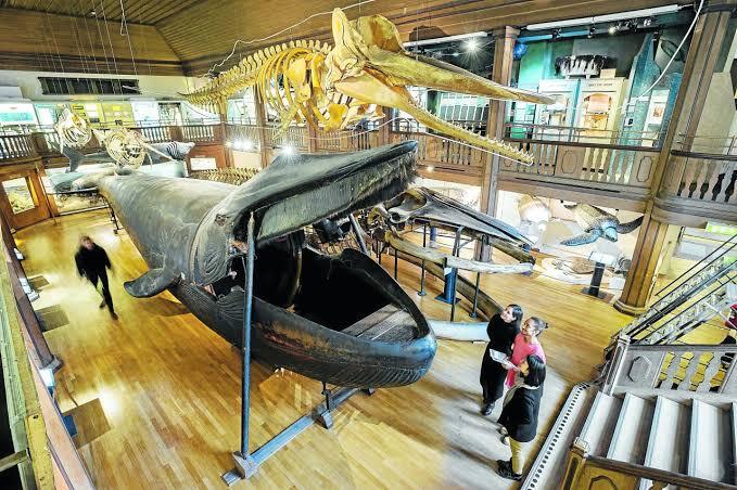 ASLI ! Inilah Penampakan 'MALM WHALE', Paus Biru Raksasa Yang Diawetkan !