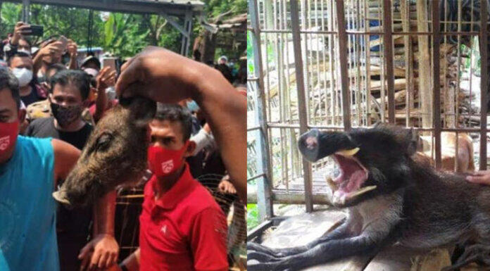 Babi Ngepet di Depok Jadi Bahan Olokan, Warga Nonmuslim: Pengen Minta Mau Bikin Babi