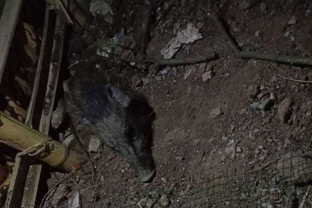 Heboh Babi Ngepet Tertangkap di Depok, Netizen: Prospek Tuyul Juga Bakal Makin Suram