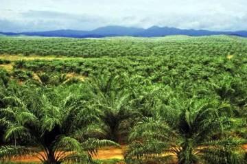 Pekerja Perempuan Kurang Aman Bekerja di Perkebunan Kelapa Sawit