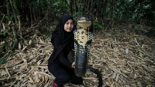 Viral di Medsos, Gadis Bandung Ini Pamer Atraksi Bareng King Cobra 4 Meter