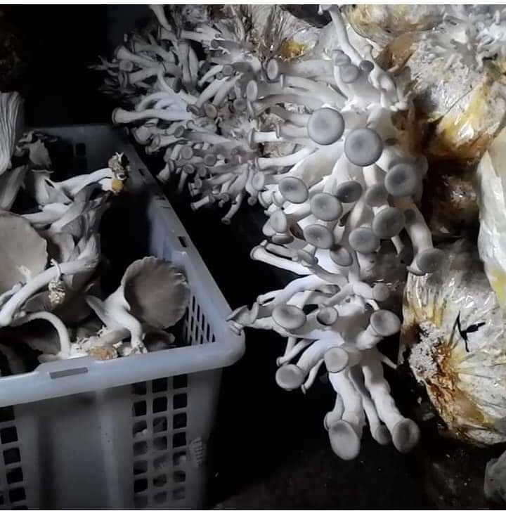 Griya Jamur Unik, Surga-nya Jamur Tiram di Malang