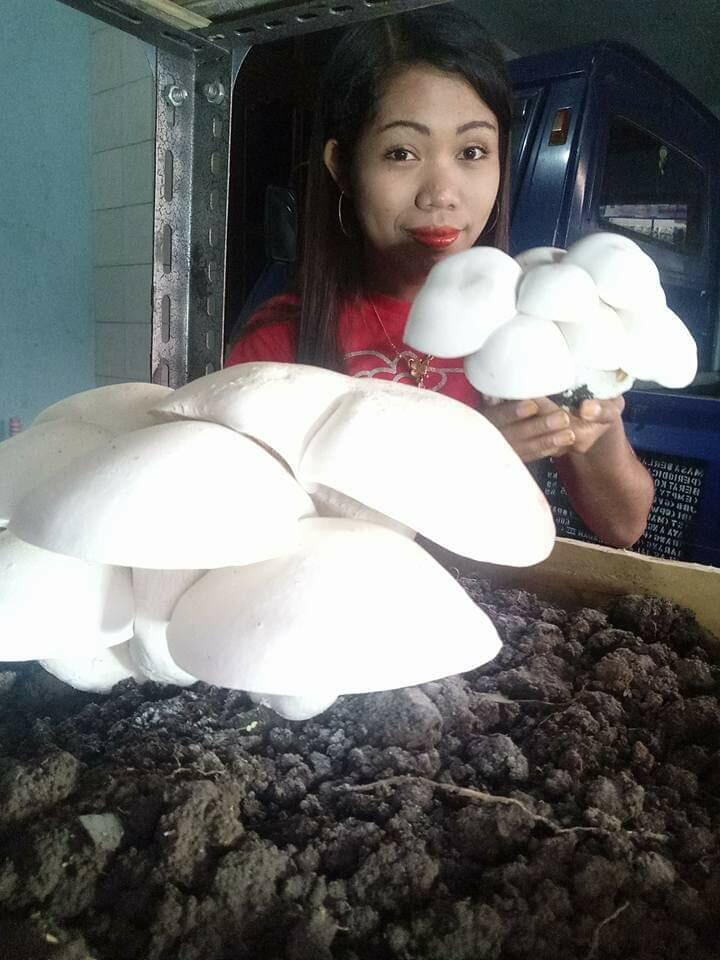 Griya Jamur Unik, Surga-nya Jamur Tiram di Malang
