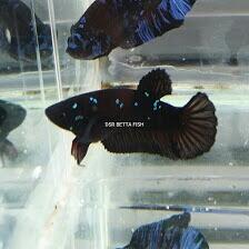 DSR Betta Fish Ternak Ikan Cupang, Rajanya Ikan Hias Di Pandeglang