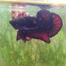 DSR Betta Fish Ternak Ikan Cupang, Rajanya Ikan Hias Di Pandeglang