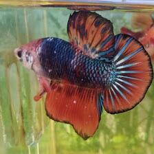 DSR Betta Fish Ternak Ikan Cupang, Rajanya Ikan Hias Di Pandeglang