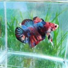 DSR Betta Fish Ternak Ikan Cupang, Rajanya Ikan Hias Di Pandeglang