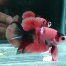 DSR Betta Fish Ternak Ikan Cupang, Rajanya Ikan Hias Di Pandeglang
