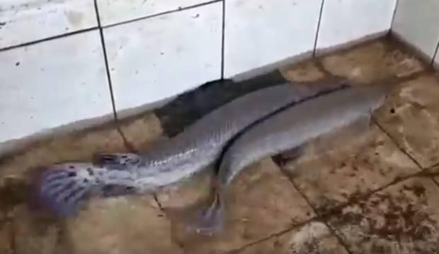 3 Ekor Ikan Aligator Asal Perairan Amazon AS Diamankan Polres Merangin