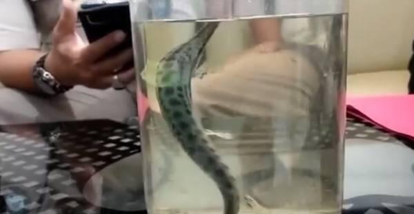 3 Ekor Ikan Aligator Asal Perairan Amazon AS Diamankan Polres Merangin