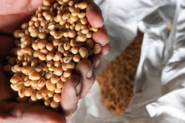 Abai dengan Impor Kedelai, Sampai Kapan?