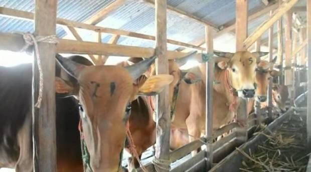 Ketersediaan Sapi di Bangka Tengah pada H-10 Hari Raya Idul Fitri Dinyatakan Aman