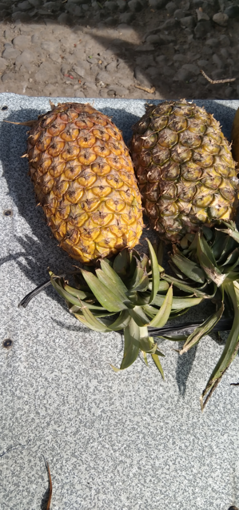 UMKM Hasil Berkebun Di Ladang, Berkah Dari Keringat Sendiri Itu Lebih Bermakna!