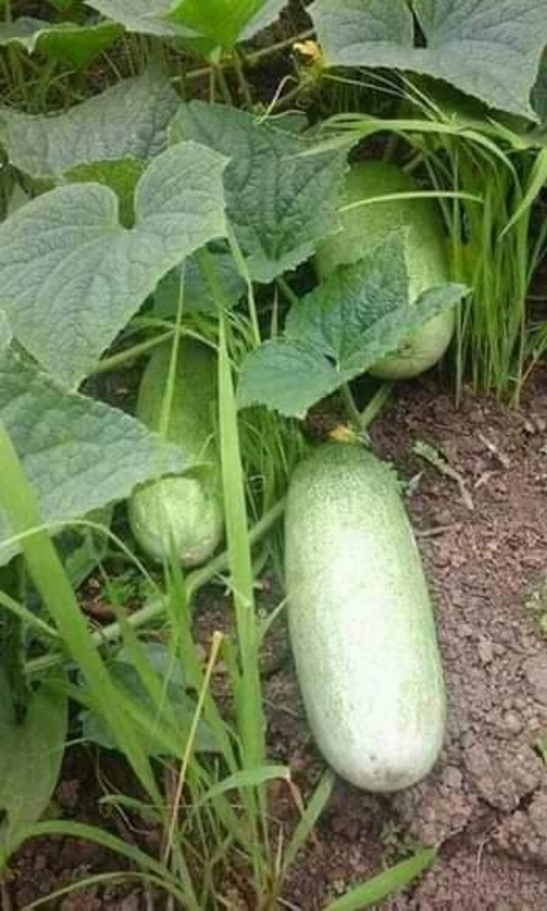 UMKM Hasil Berkebun Di Ladang, Berkah Dari Keringat Sendiri Itu Lebih Bermakna!