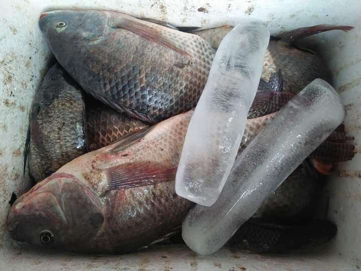 UMKM Tambak Ikan Laut Keluarga, Sehat Dengan Protein!