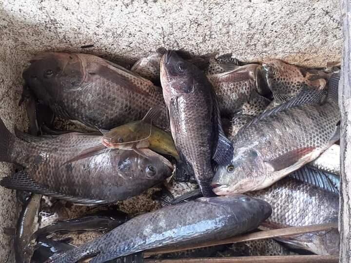 UMKM Tambak Ikan Laut Keluarga, Sehat Dengan Protein!