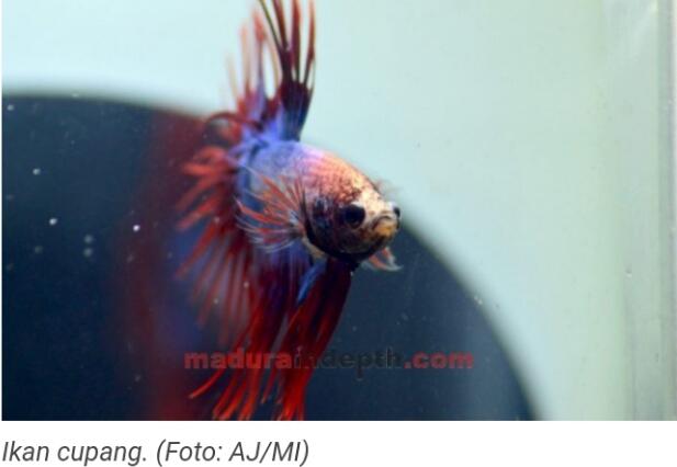 Segini Keuntungan dari Usaha Ikan Hias
