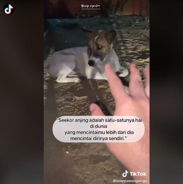 Haru! Kisah Anjing Setia Antarkan Peziarah ke Makam Majikannya Malam-malam

